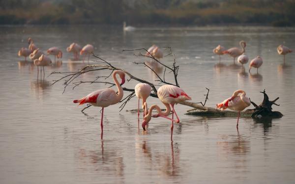 Miksi flamingot ovat vaaleanpunaisia
