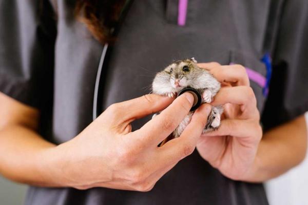 Miksi hamsteri ei syo