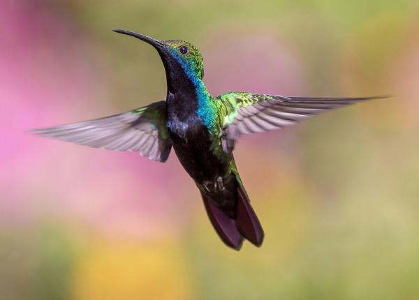 Miksi hummingbirds lapaisee niin nopeasti