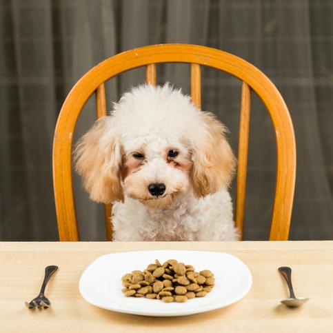 Miksi koira oksentaa syomisen jalkeen