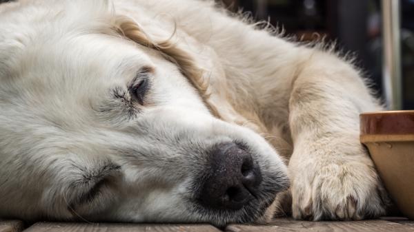Miksi koiran vatsa on kova ja turvonnut