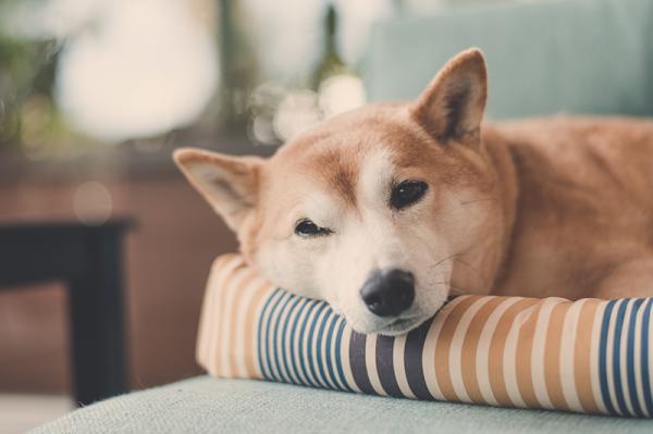 Miksi koirat raapivat sankya ennen nukkumaanmenoa