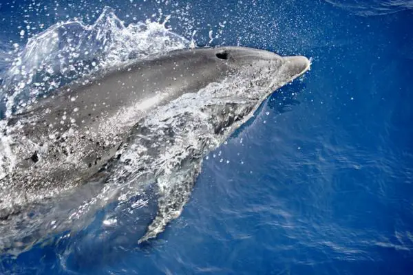 Missa ja miten delfiinit hengittavat