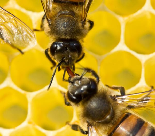 Miten mehilaiset kommunikoivat