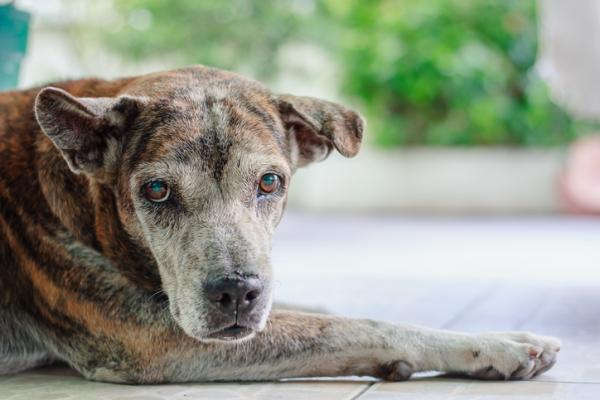 Munuaisongelmat koirilla sairaudet syyt ja oireet