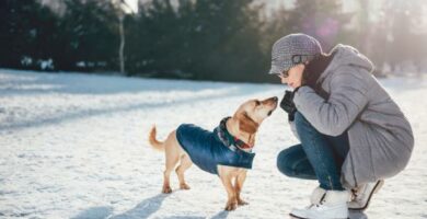 Onko hyva suojata koiria talvella