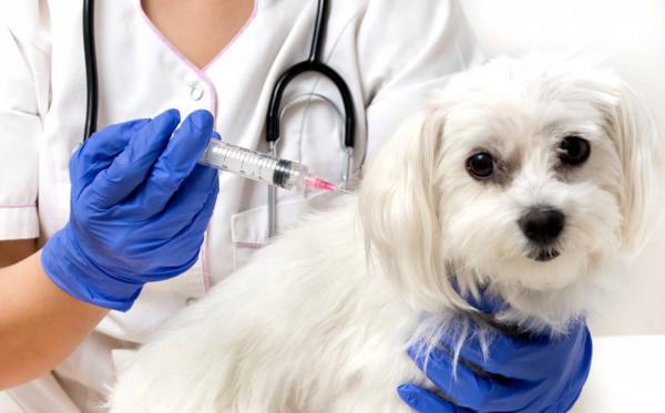 Onko leishmania rokote tehokas koirilla