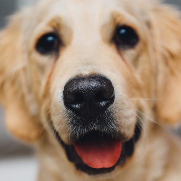 Onko normaalia etta koirallani on kylma nena