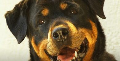 Onko rottweiler vaarallinen