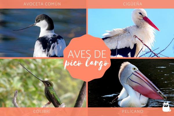 Pitkanokkaiset linnut tyypit nimet ja valokuvat