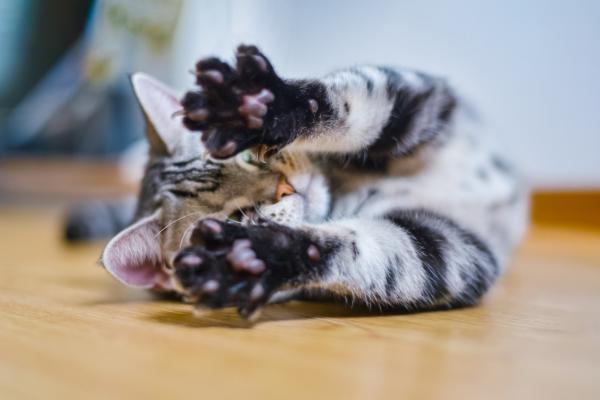 Pododermatiitti kissoilla oireet ja hoito