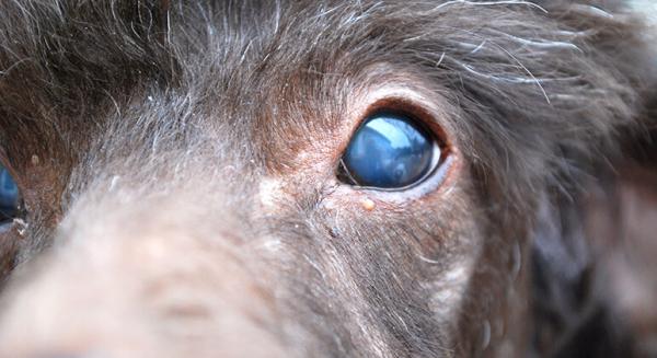 Siniset silmat koirilla syyt hoidot ja korjaustoimenpiteet