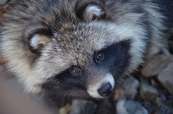 Tanuki pesukarhu ominaisuudet ja alkupera