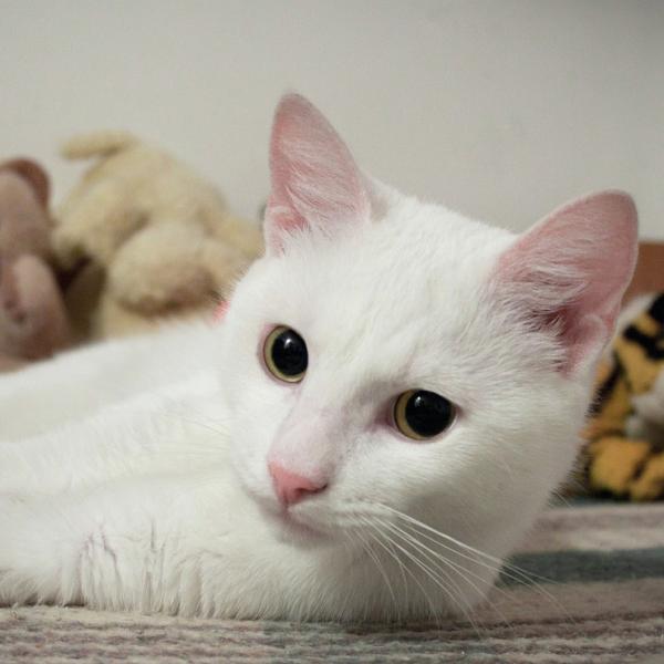 Valkoisen kissan hoito