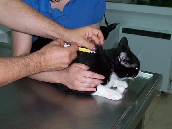 Viisiarvoinen rokote kissoille mita se on ja sivuvaikutuksia
