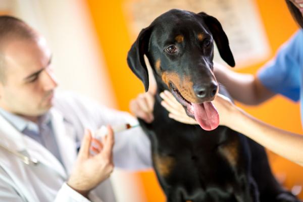 Viisinkertainen rokote koirille mihin se on tarkoitettu mita se