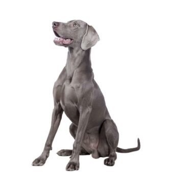 Weimaraner tai Weimaraner