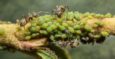 Yhteisvaikutus biologiassa esimerkkeja ja maaritelma