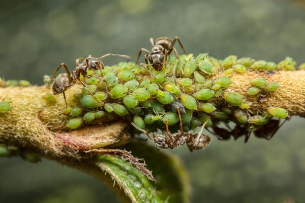 Yhteisvaikutus biologiassa esimerkkeja ja maaritelma