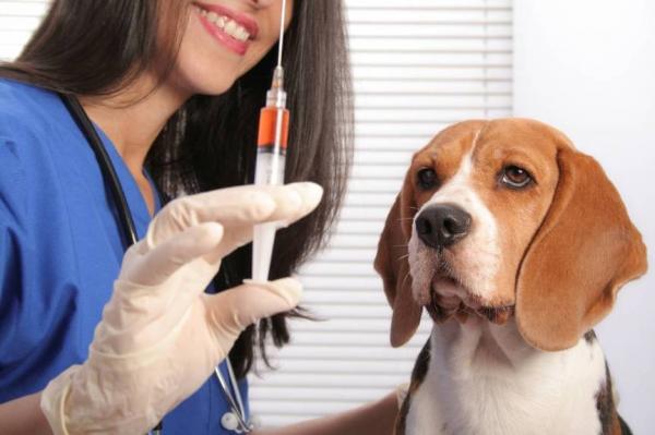 Yleisimmat rokotuksen jalkeiset reaktiot koirilla