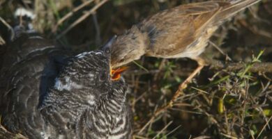 incubacion del pajaro cuclillo ambiente y nacimiento 24814 600