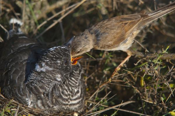 incubacion del pajaro cuclillo ambiente y nacimiento 24814 600