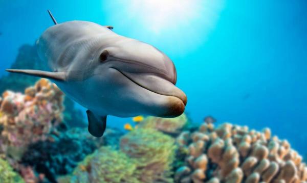 10 mielenkiintoa delfiineista
