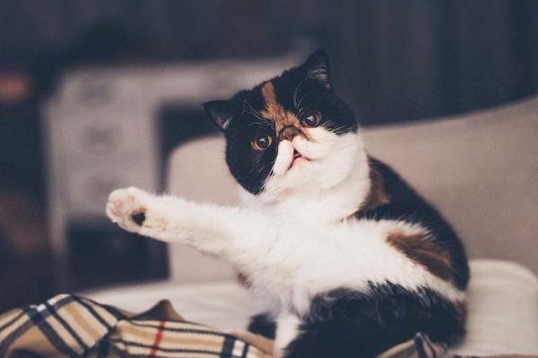 10 outoa asiaa joita kissat tekevat