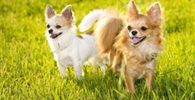 10 uteliaisuutta chihuahusta