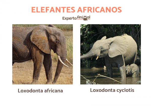 Missä norsut asuvat?  - Missä afrikkalaiset norsut asuvat?