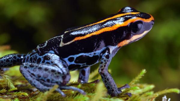 Kolumbian eläimet - 5. Rana ventrimaculata