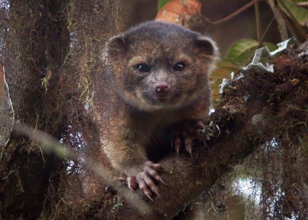 Kolumbian eläimet - 6. Olinguito