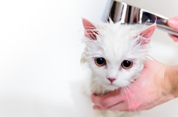 5 asiaa, joita kissat vihaavat ihmisiä - 5. Vesi on vain juotavaa