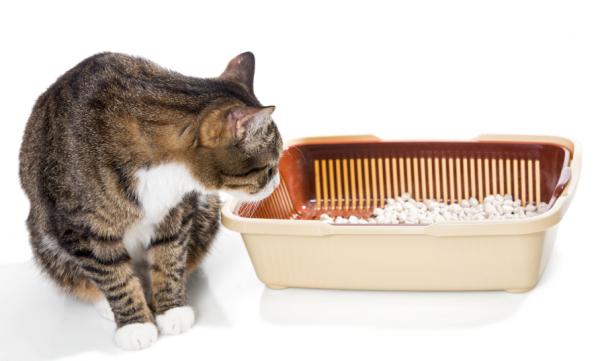 5 asiaa, joita kissat vihaavat ihmisiä - 2. Kaikki puhdas ... Erittäin puhdas
