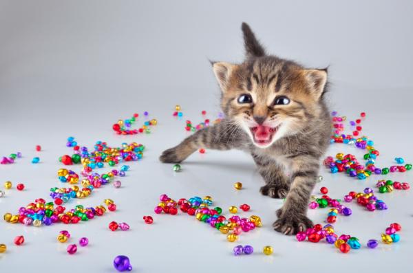 5 asiaa, joita kissat vihaavat ihmisiä - 3. Vähennä äänenvoimakkuutta!