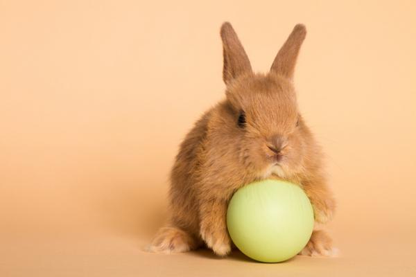 Parhaat kanin lelut - Rabbit Balls