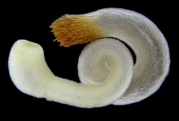 Nilviäistyypit - Ominaisuudet ja esimerkit - 1. Chaetoderma elegans