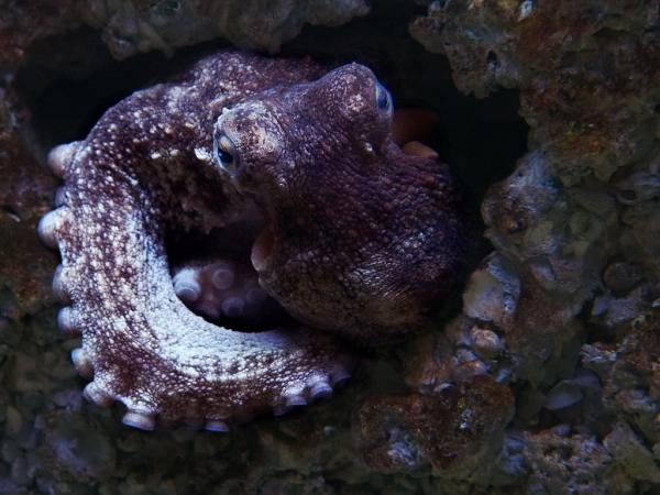 Nilviäistyypit - Ominaisuudet ja esimerkit - 8. Yleinen mustekala tai kallioperä (Octopus vulgaris)