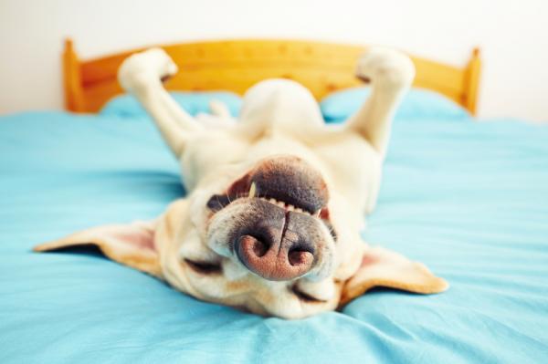 8 outoa asiaa, joita koirat tekevät - Koirani liikuttaa tassuaan, kun naarmutan hänen vatsaansa