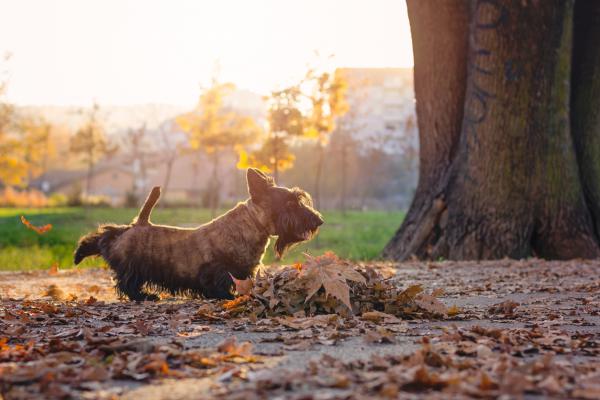 8 outoa asiaa, joita koirat tekevät - Koirani potkii lattiaa evakuoinnin jälkeen