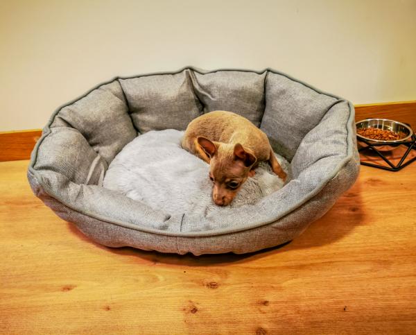 8 outoa asiaa, joita koirat tekevät - koirani kulkee ympyröissä ennen kuin makaa sängyllään