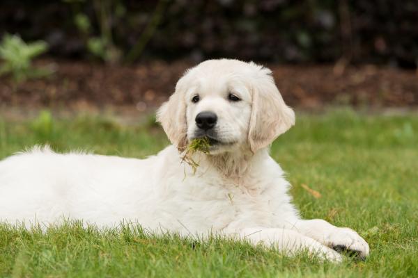 8 outoa asiaa, joita koirat tekevät - koirani syö ruohoa 