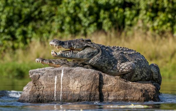 Krokotiilien inkubaatio - ympäristö ja kesto - Miten krokotiili lisääntyy?