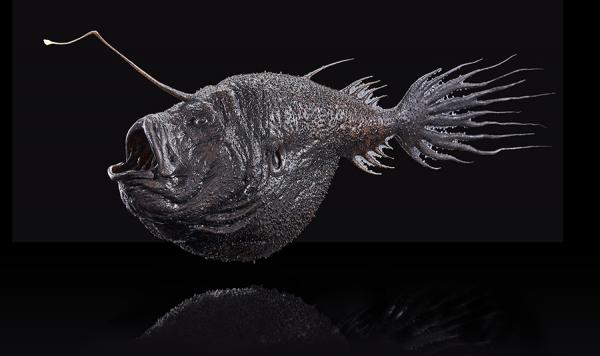 Syvänmeren kalat - ominaisuudet, nimet ja valokuvat - syvänmeren kalojen tyypit