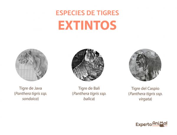 Tiikerityypit - sukupuuttoon kuolleet tiikerilajit