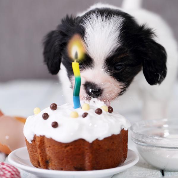 Kuinka järjestää koirallesi syntymäpäiväjuhlat - Ruoka ja syntymäpäiväkakku