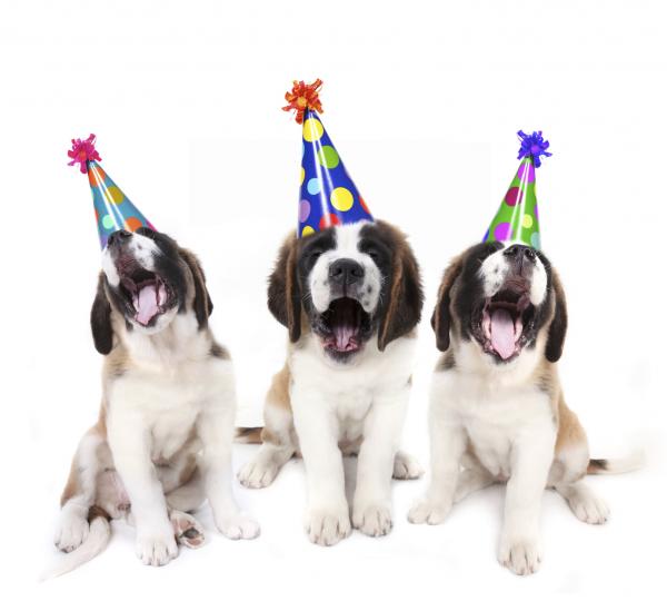 Kuinka järjestää syntymäpäiväjuhlat koirallesi - Valmista ja koristele valittu paikka 