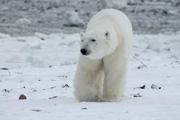 Kuinka jääkarhu selviää kylmästä - Teorioita siitä, kuinka jääkarhu selviää kylmästä turkinsa ansiosta