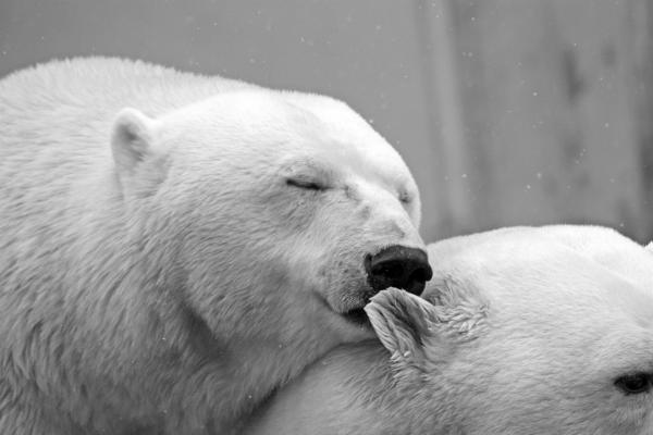 Kuinka jääkarhu selviää kylmästä - Kuinka jääkarhu selviää kylmästä