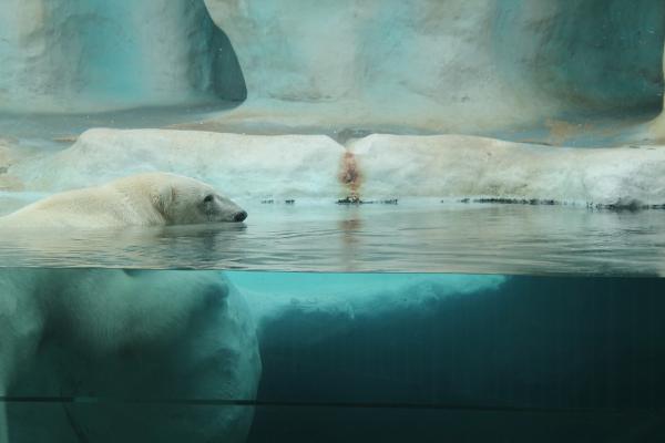 Kuinka jääkarhu selviää kylmästä - Jääkarhu